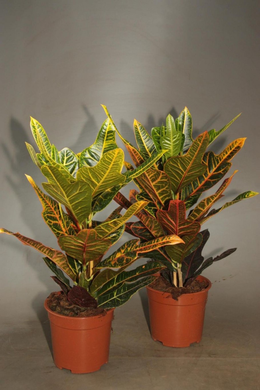 Кодиеум Кротон пестрый