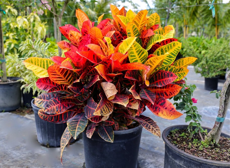 Кодиеум пёстрый