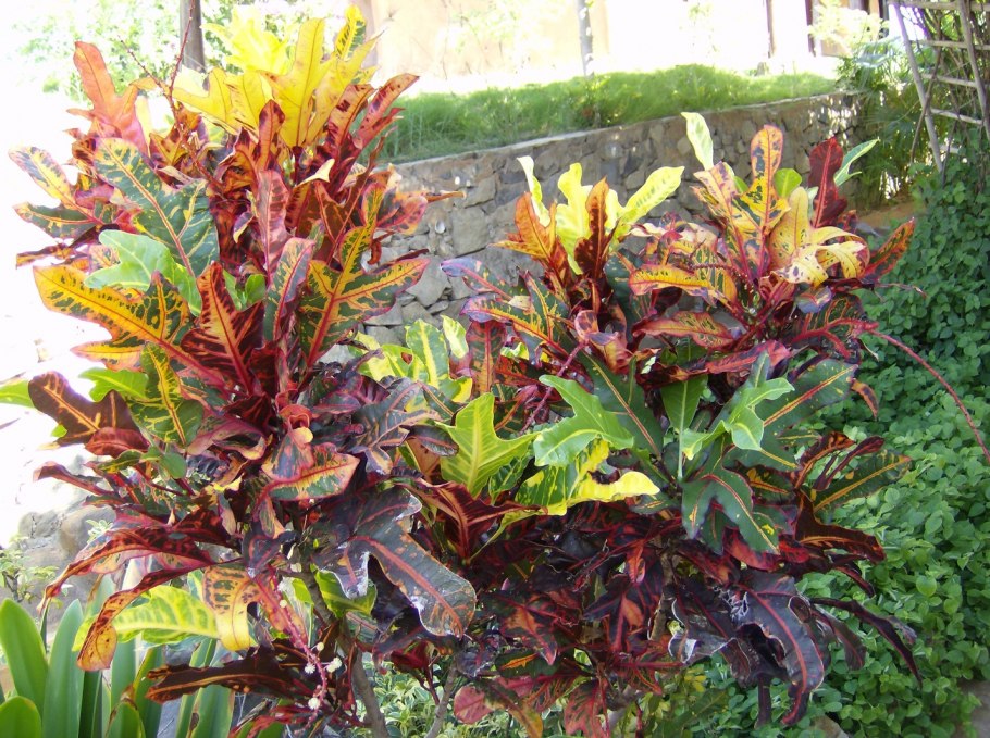 Кодиеум Петра цветок