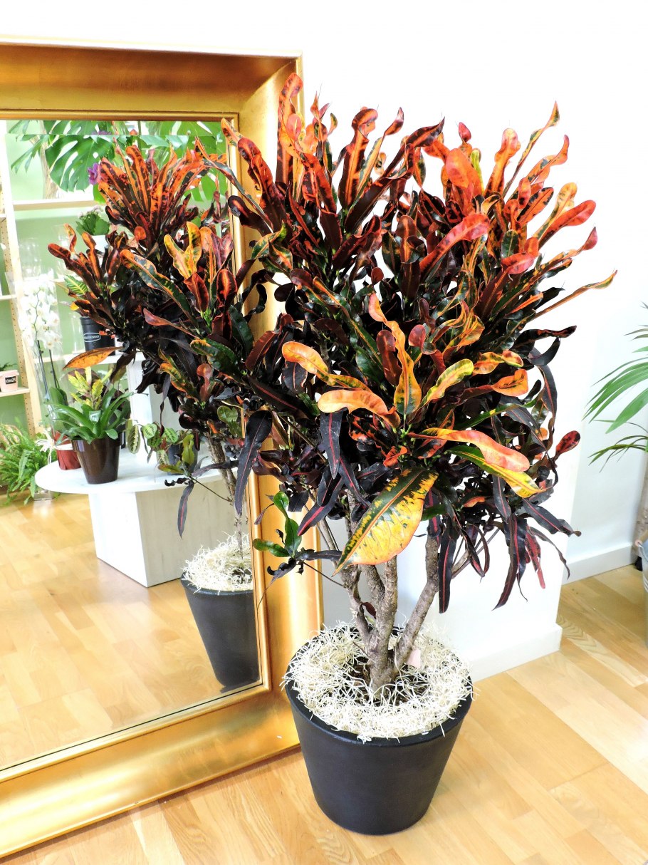 Цветок Кодиеум Кротон