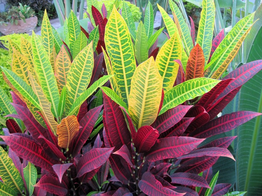 Молочай Кротон