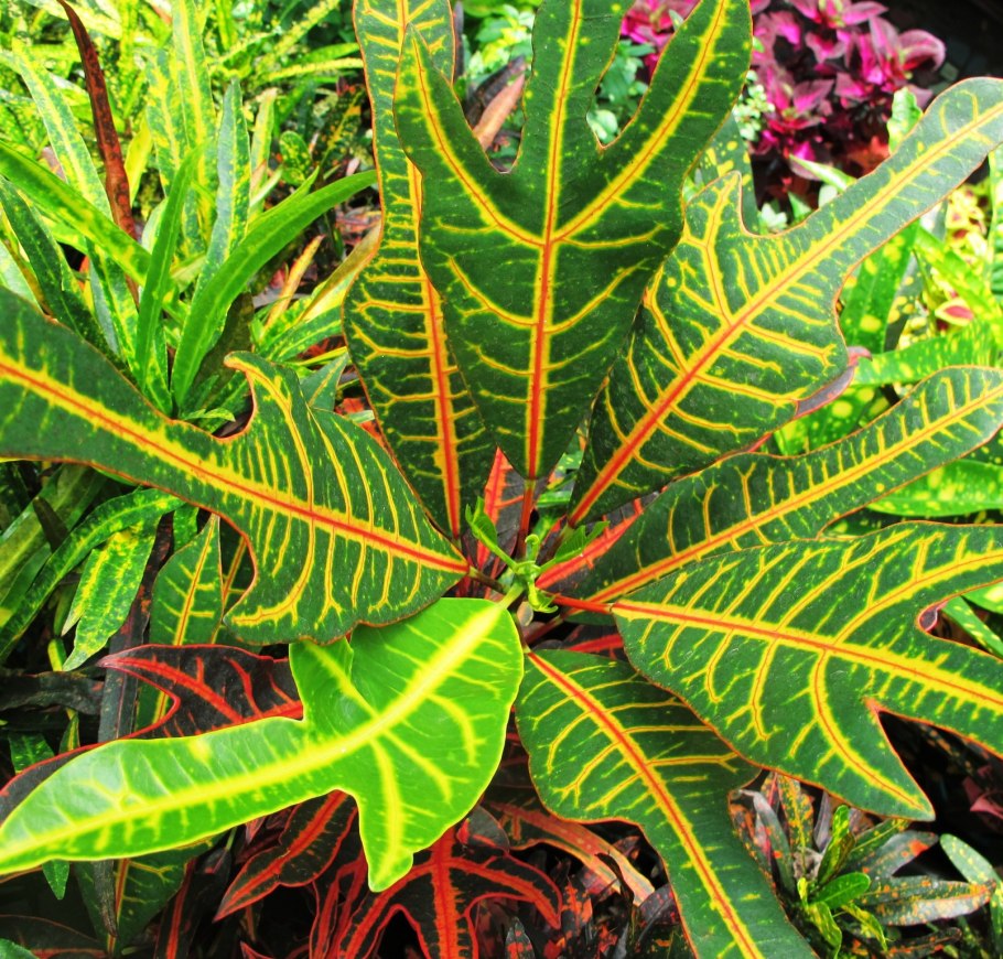 Кодиеум пестрый Экселент