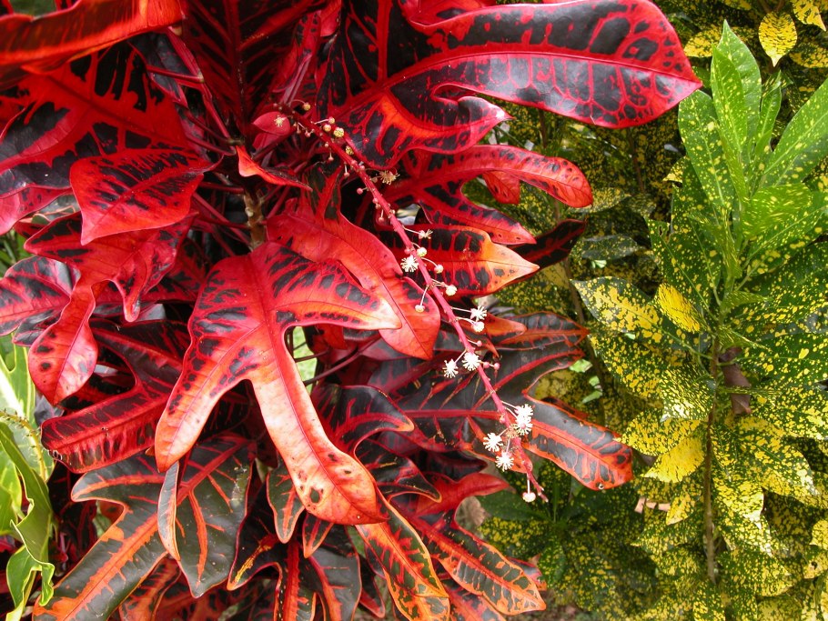 Кодиеум кратон