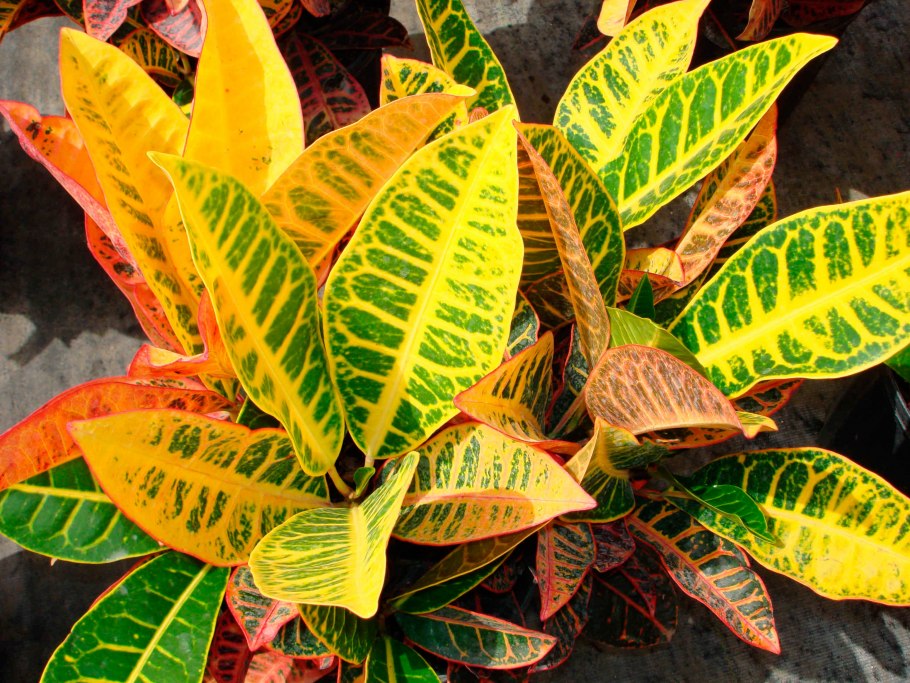 Кротон Вариегатум микс