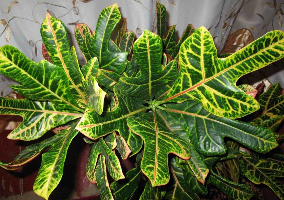 Кодиеум excellent