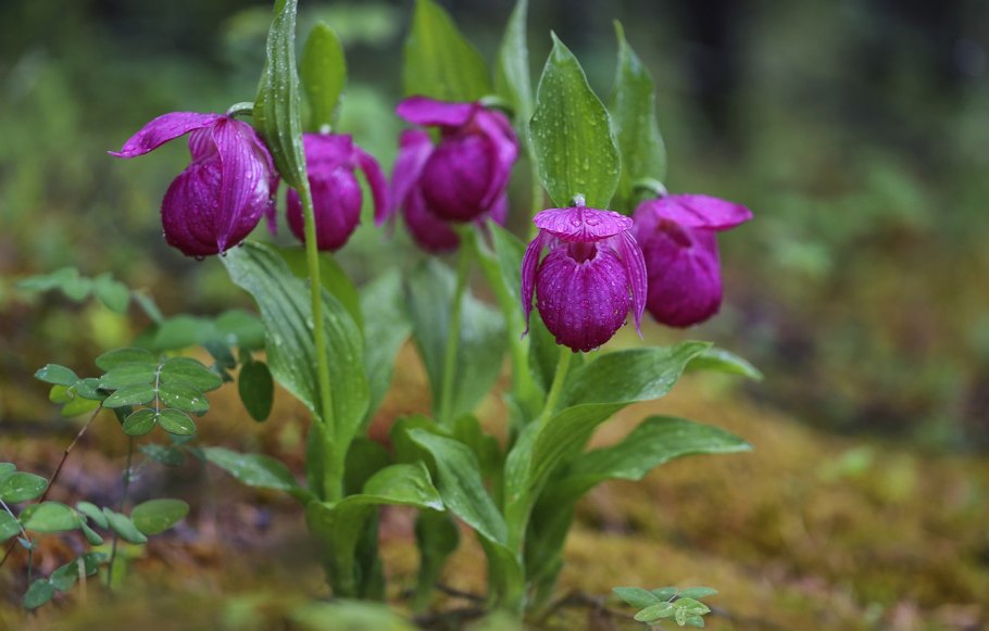 Венерин башмачок настоящий
