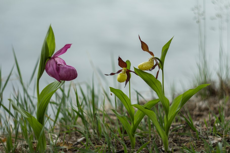 Венерин башмачок красная книга краткое описание