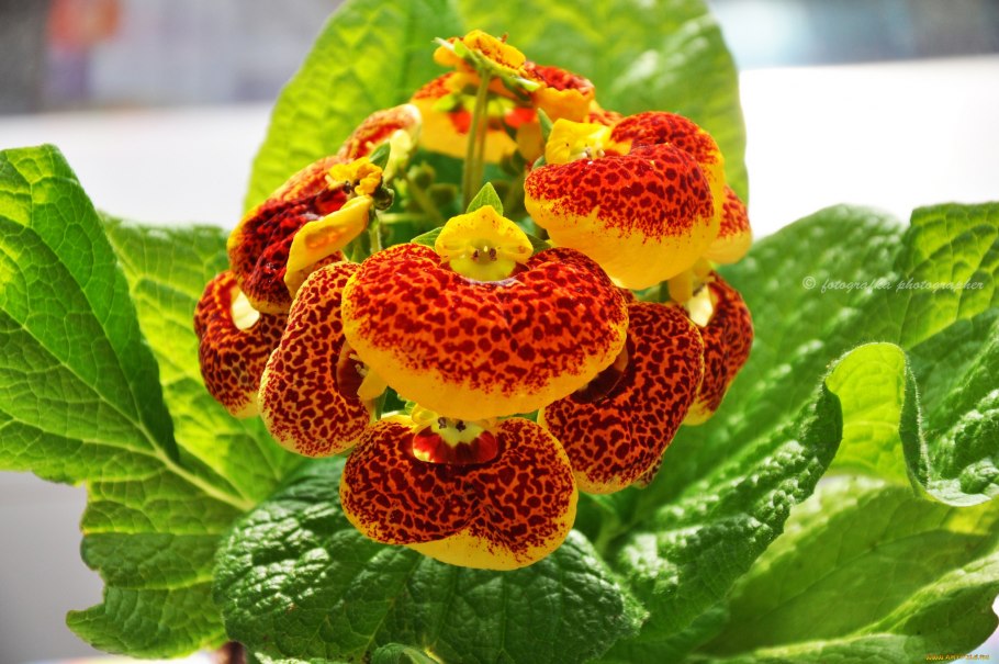 Цветок башмачок кальцеолярия