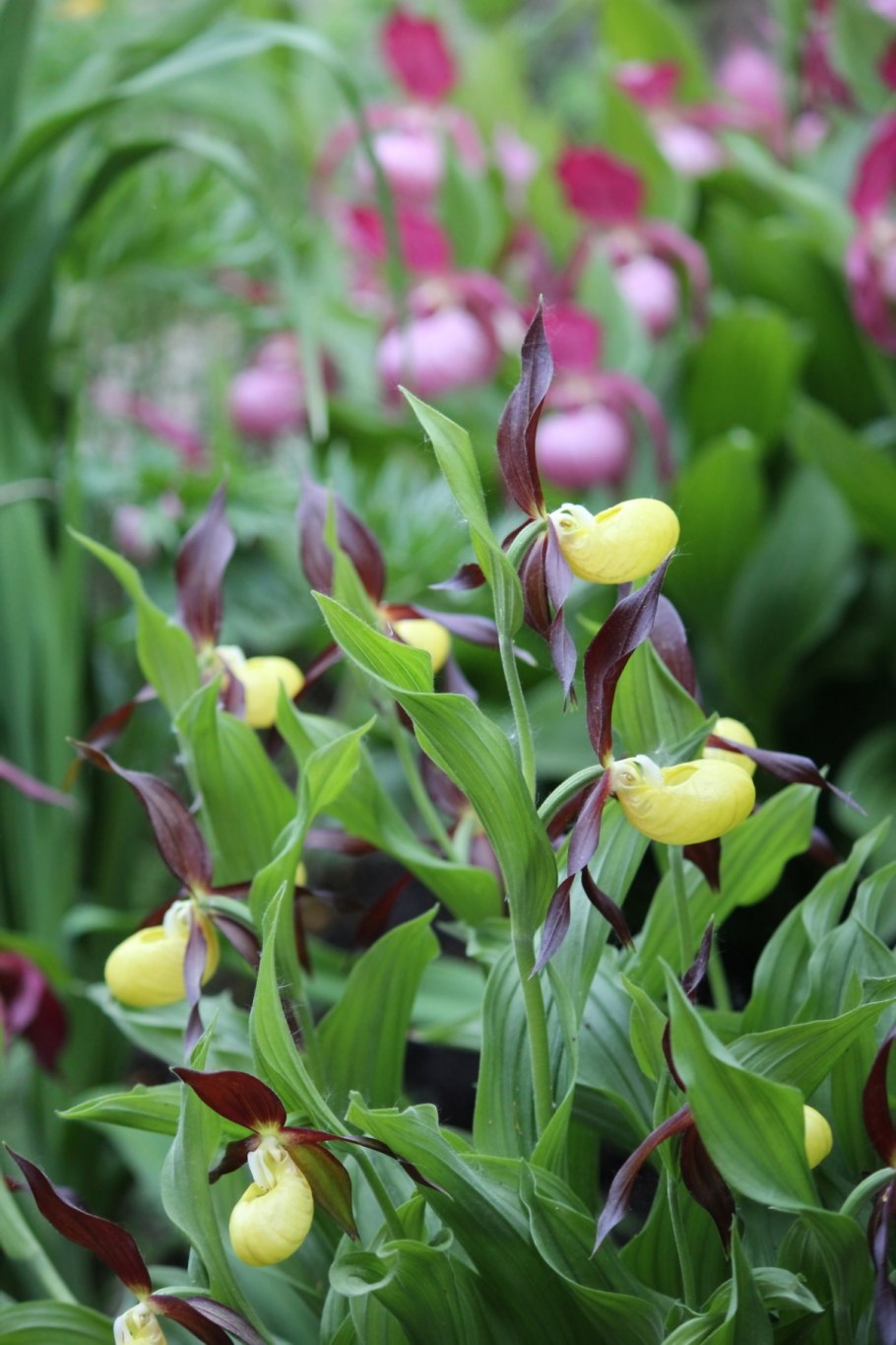 Венерин башмачок - Cypripedium