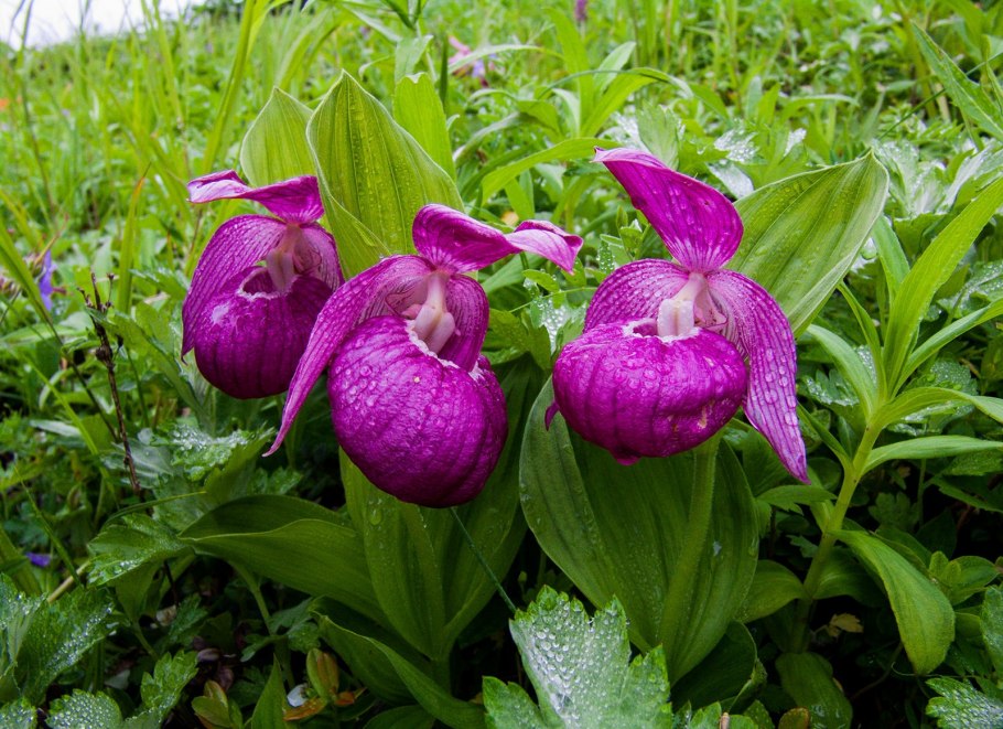 Венерин башмачок