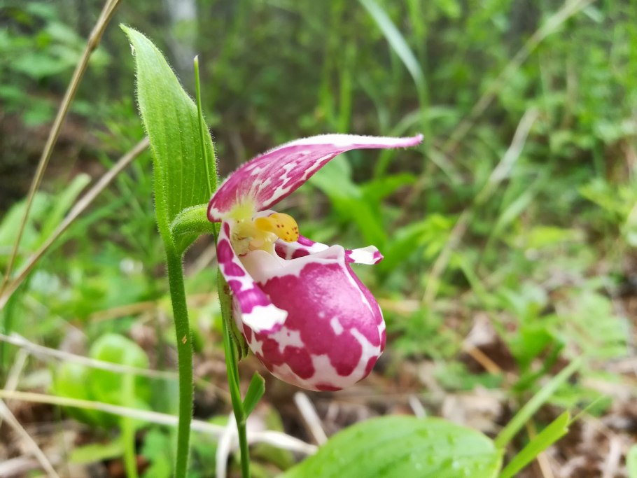 Венерин башмачок настоящий