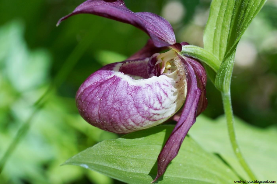 Растение Венерин башмачок
