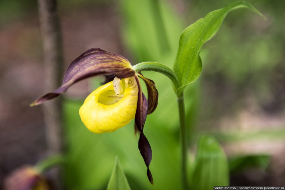 Цветок Верин Венерин башмачок