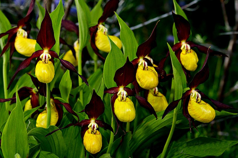 Венерин башмачок пятнистый