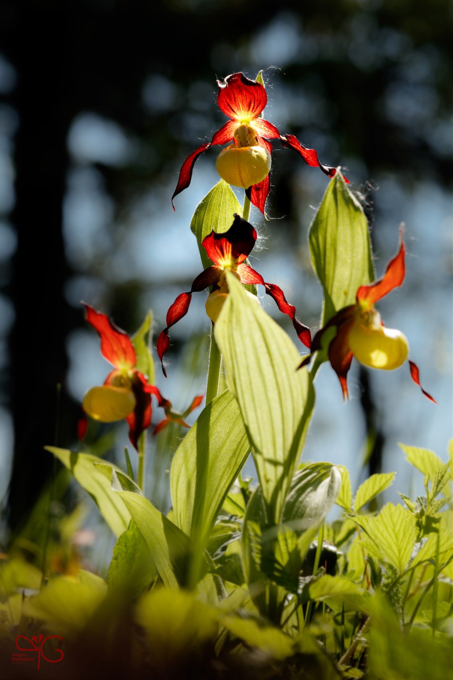 Венерин башмачок крапчатый