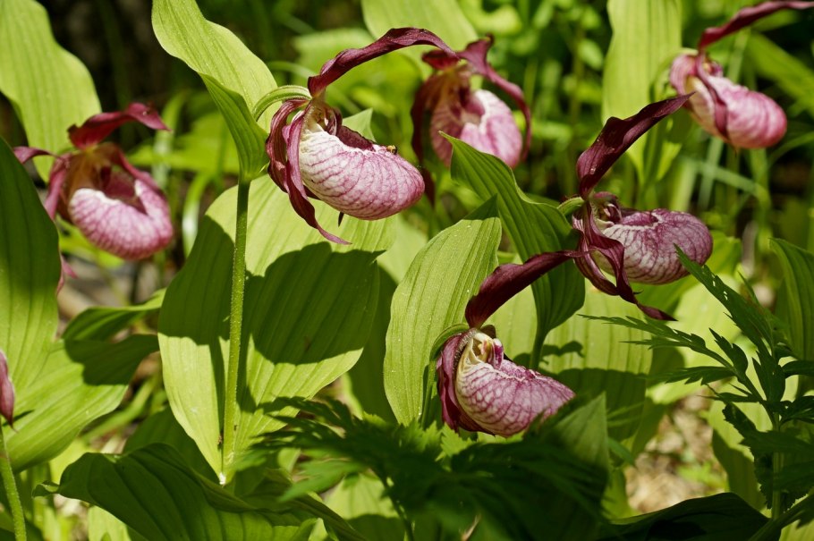 Венерин башмачок кальцеолярия