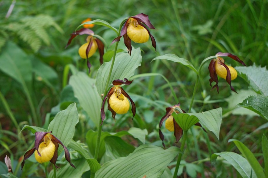Minnesota Lady Slipper