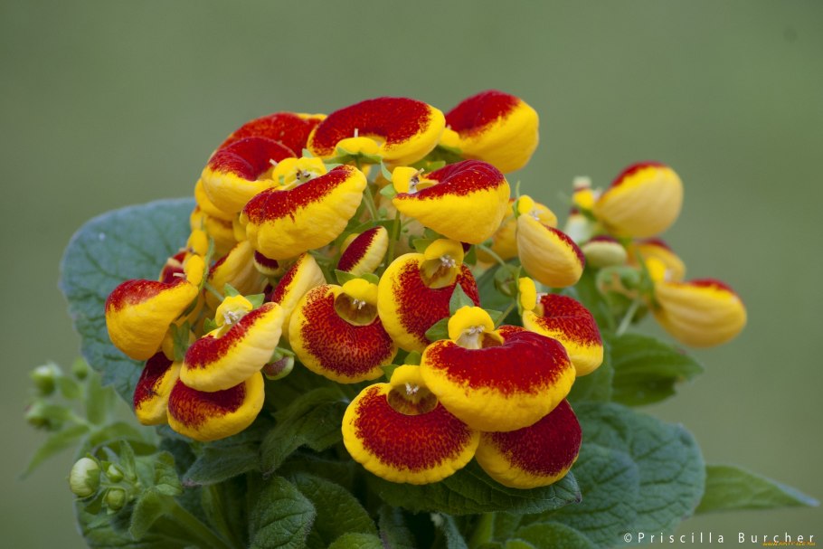 Венерин башмачок куст