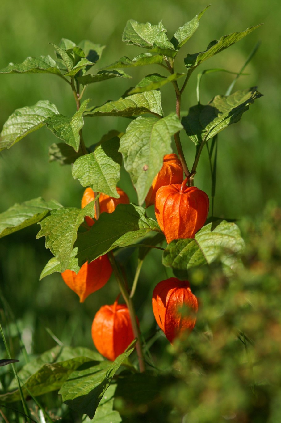 Физалис цветок