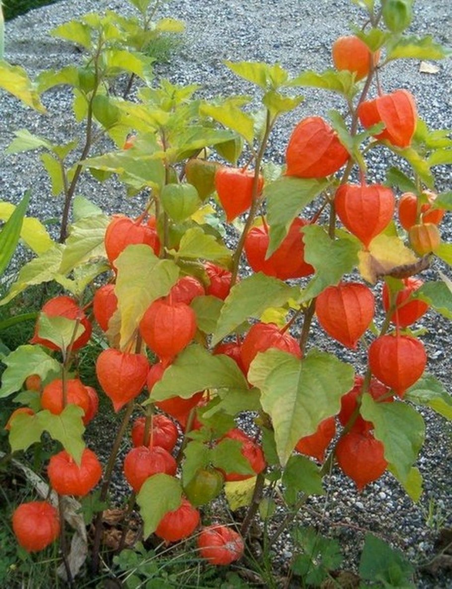 Физалис декоративный