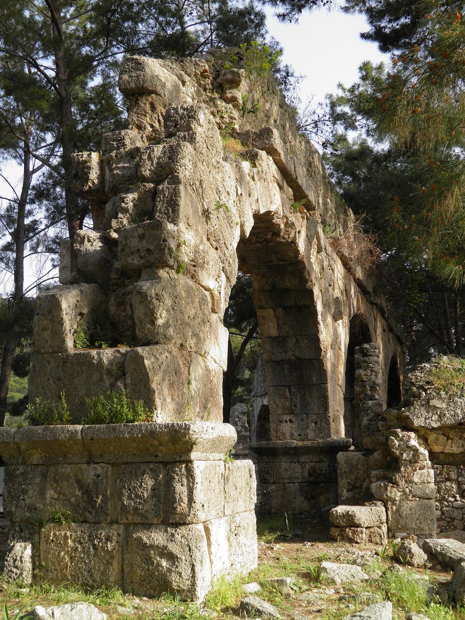 Фазелис уход