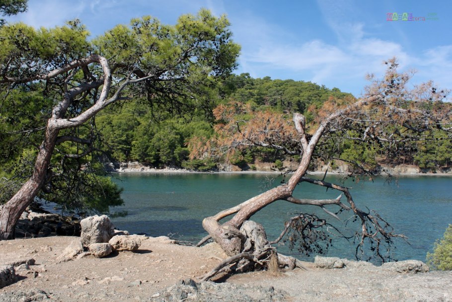 Фазелис Кемер