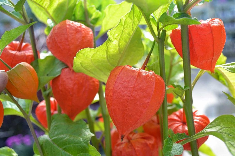 Physalis alkekengi физалис обыкновенный