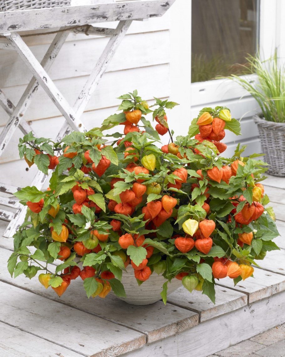 Физалис куст