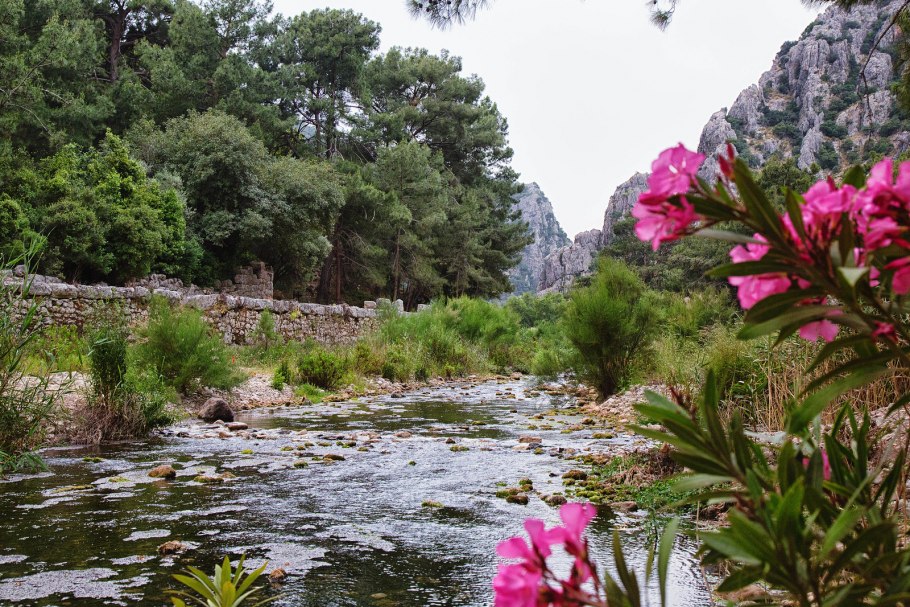 Физалис листья фото