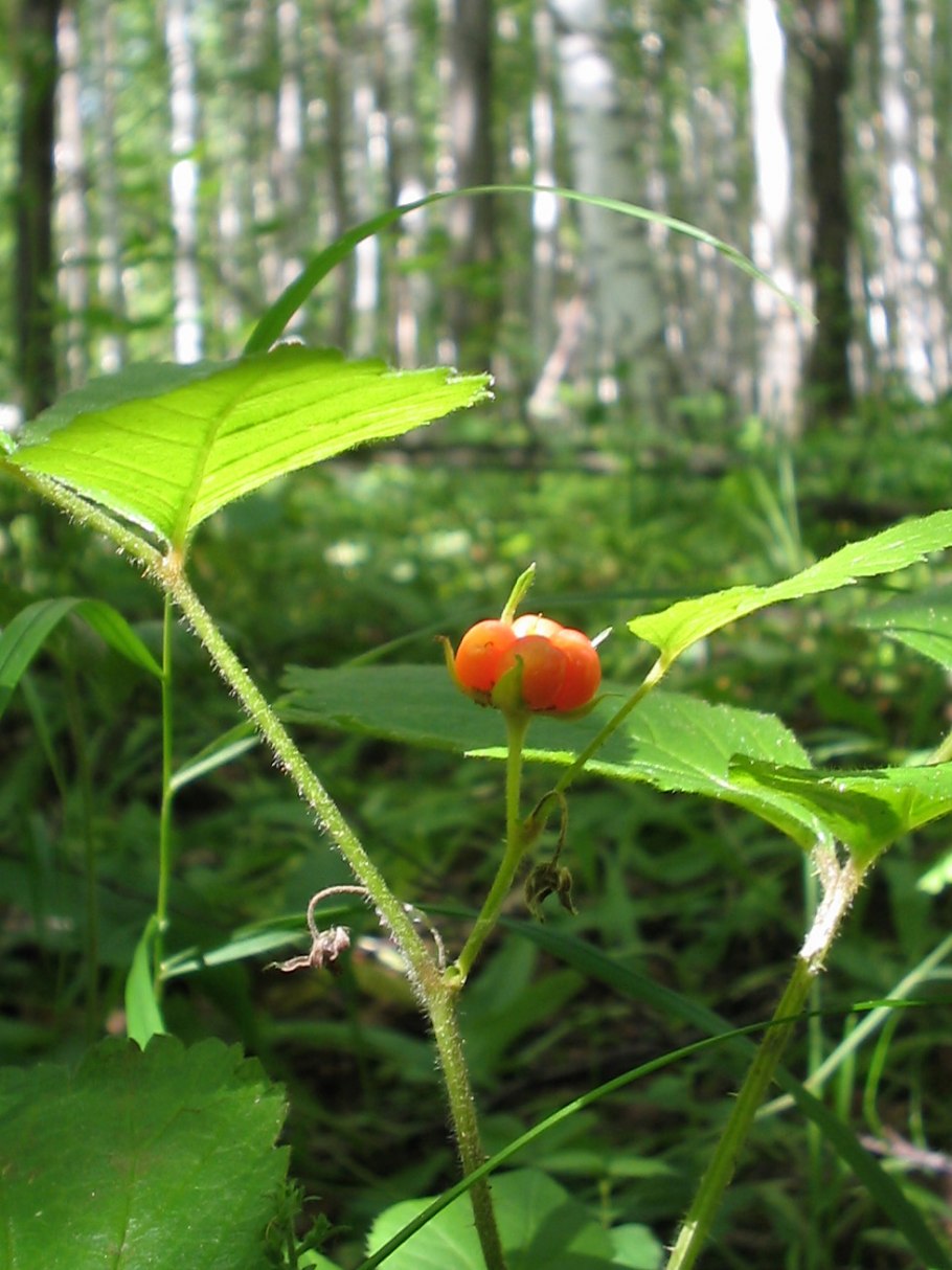 Фазелис ягода