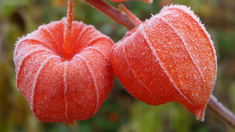 Физалис фото