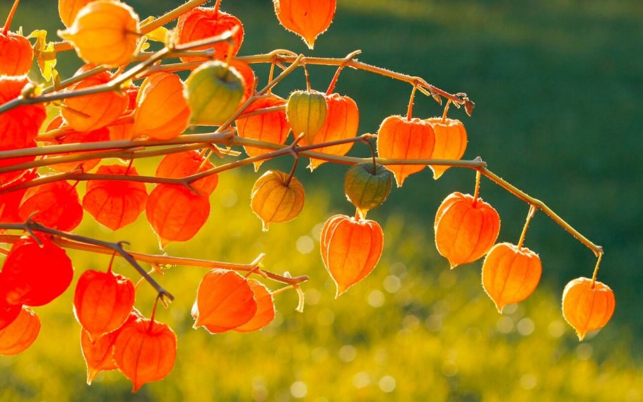 Физалис китайский фонарик сухоцвет