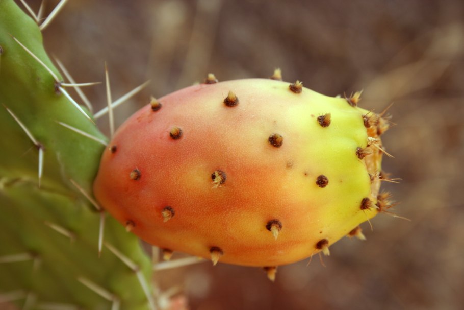 Фрукт Prickly Pear