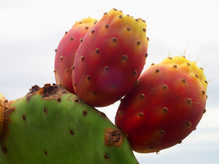 Фрукт Prickly Pear