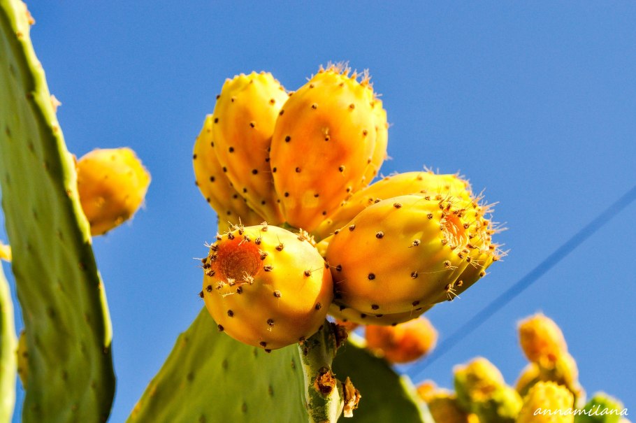 Опунция Кобра