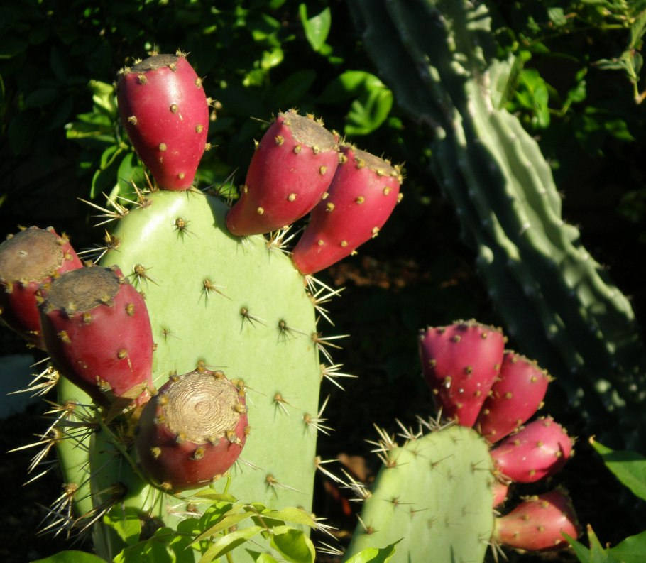 Туна фрукт кактуса