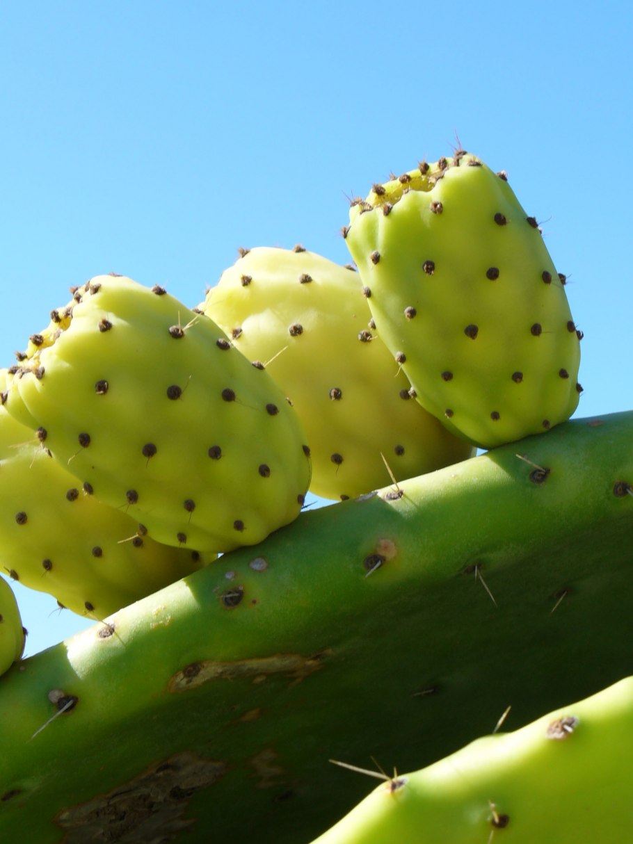Колючая груша опунция Египет