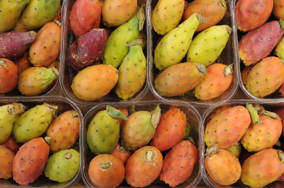 Опунция 23/55 (Opuntia )