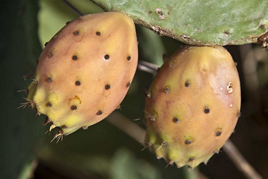 Опунция экзотический фрукт