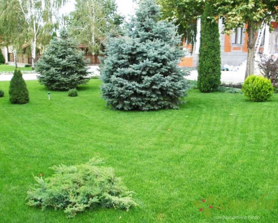 Ель Кэрол