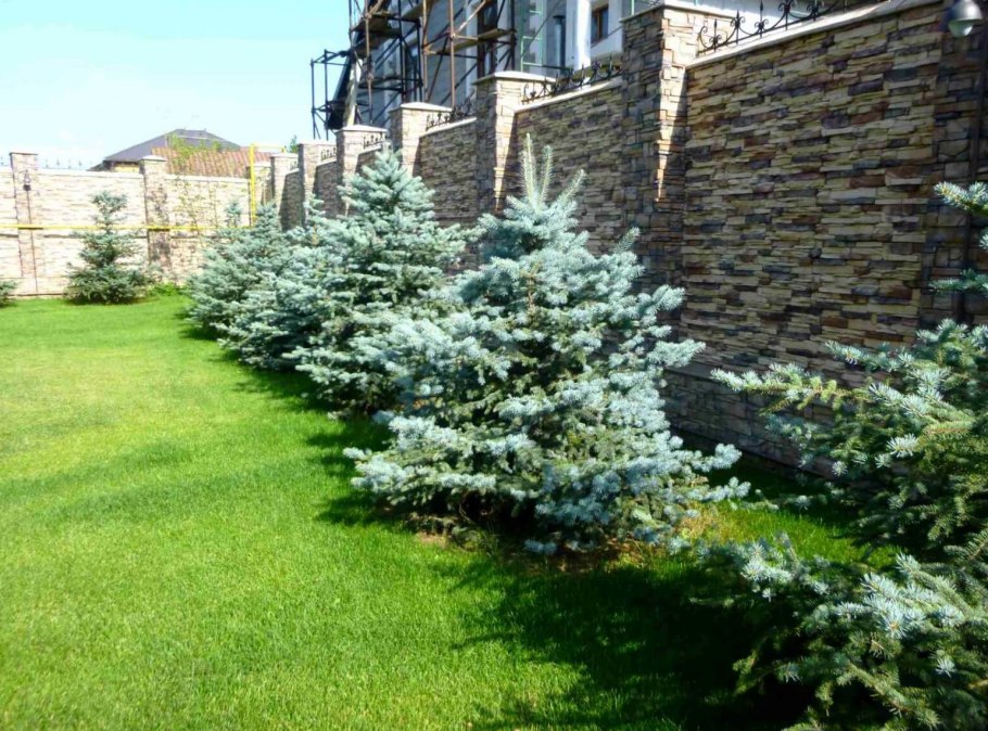 Пихта корейская Живая изгородь