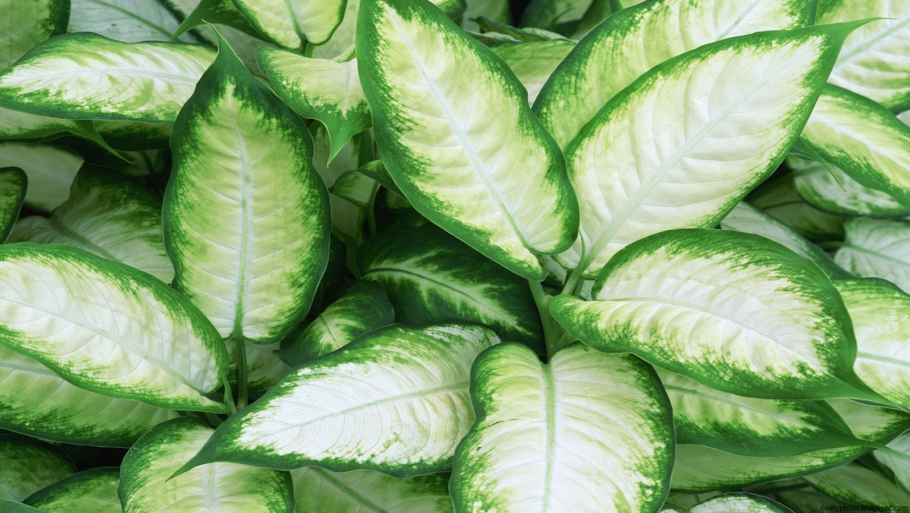 Комнатное растение с бело-зелеными листьями