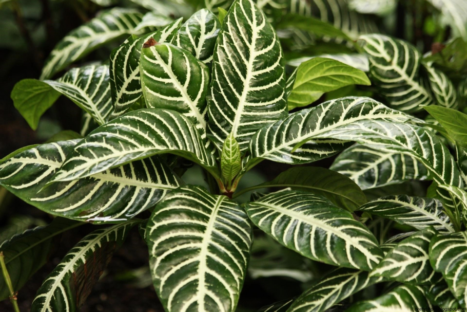 Zebra Plant растение