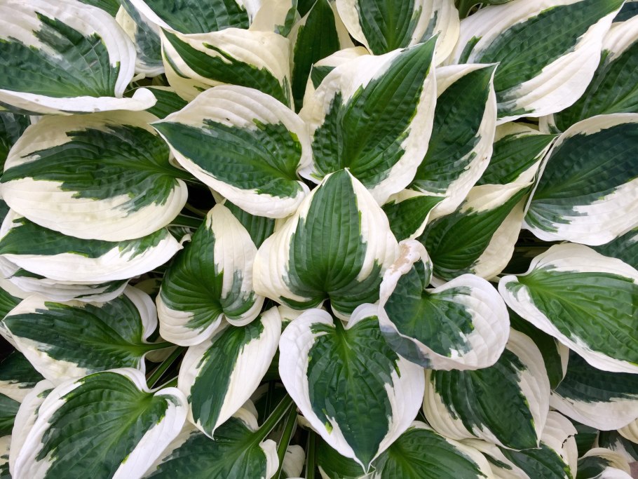 Хоста Форчуна Patriot