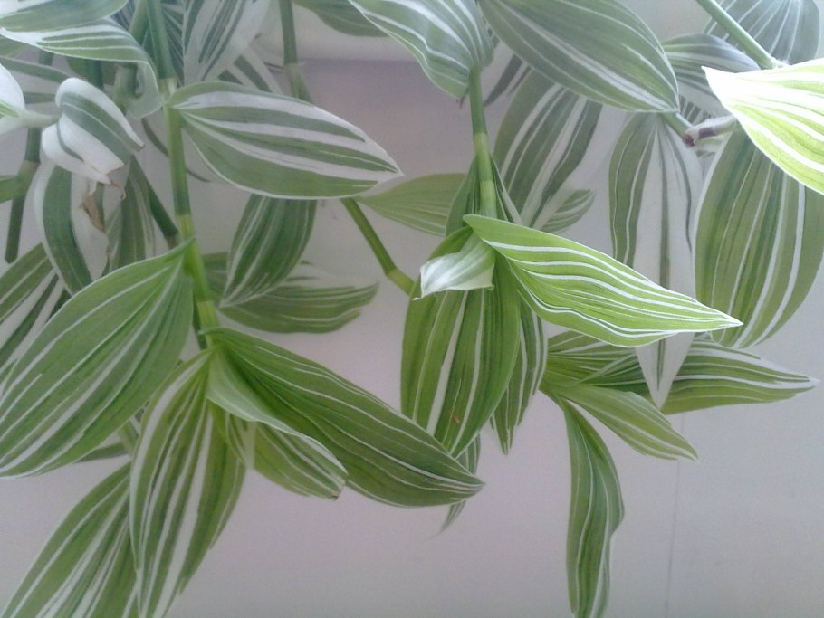 Традесканция белоцветная