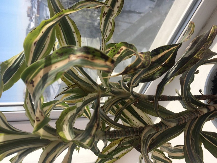 Комнатный цветок с бело зелеными листьями