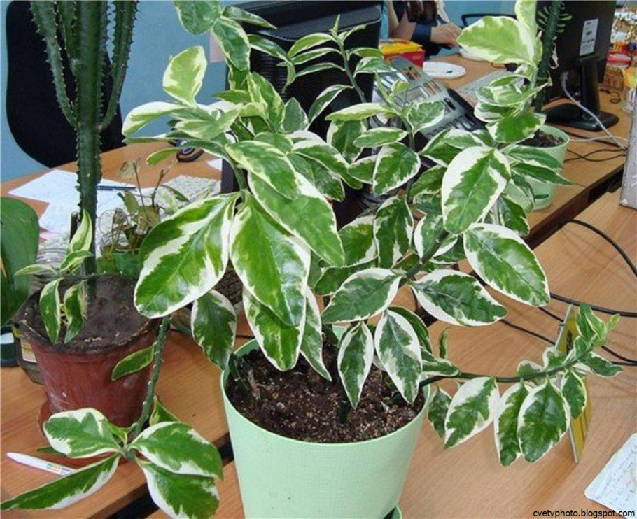 Педилантус полив