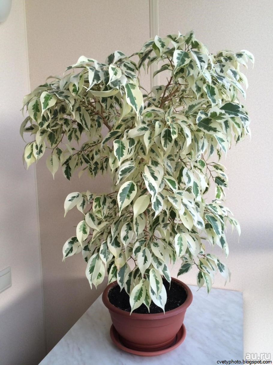 Фикус бенжаминостайрлайт