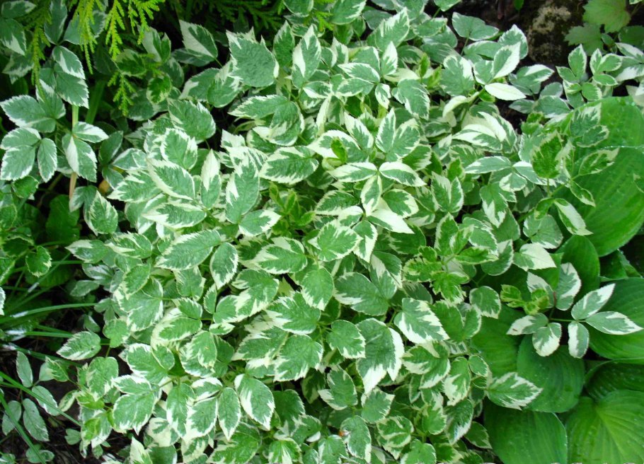 Педилантус ампельный