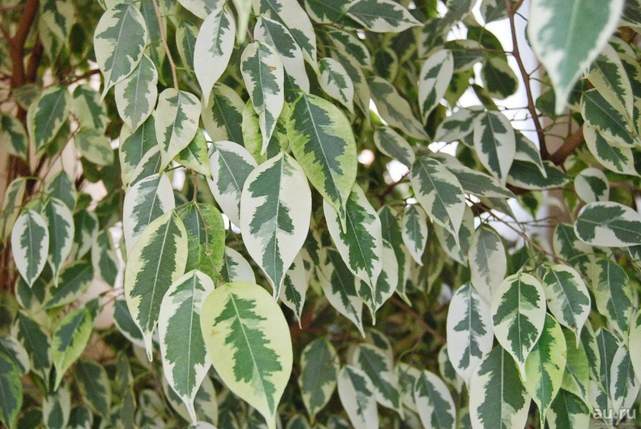Фикус Бенджамина листья